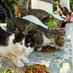 gatos