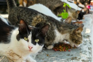gatos
